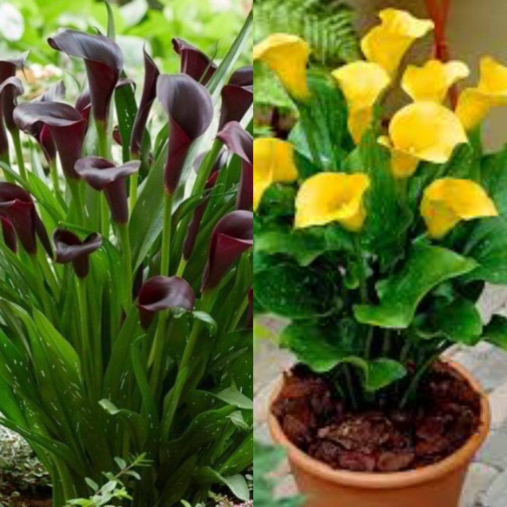 Calla Lily Plant
