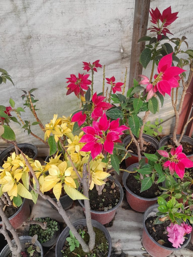 Poinsettia / Lalupate plant