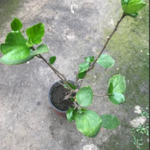 Hibiscus Plant