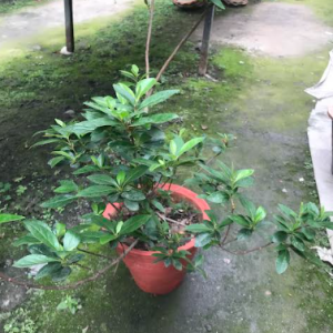 Azalea Plant