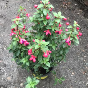 Hardy Fuchsia Plant