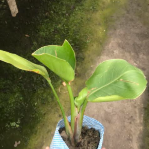 Bird of Paradise Plant