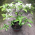 white paperflower plant