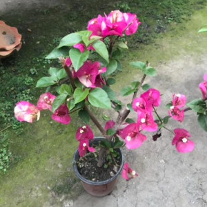 Paper Flower Plant