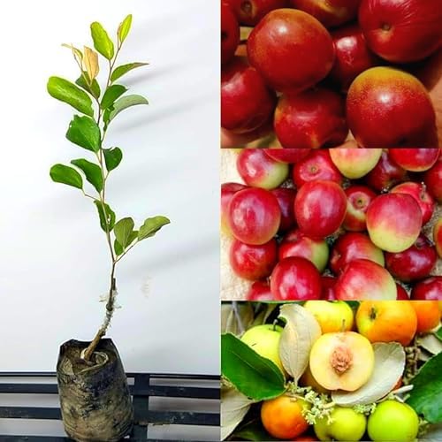 Apple Byar Bal Sundari Plant