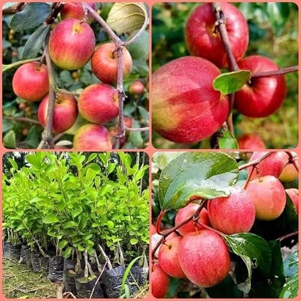 Apple Byar Miss India Plant