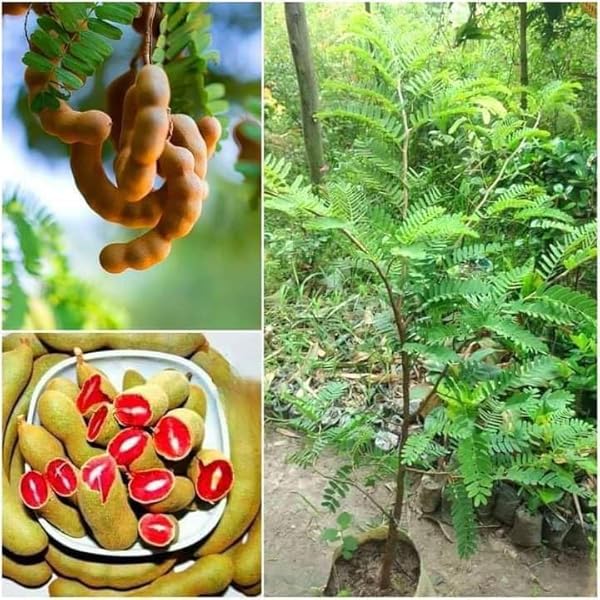 Imili (Titri) Plant