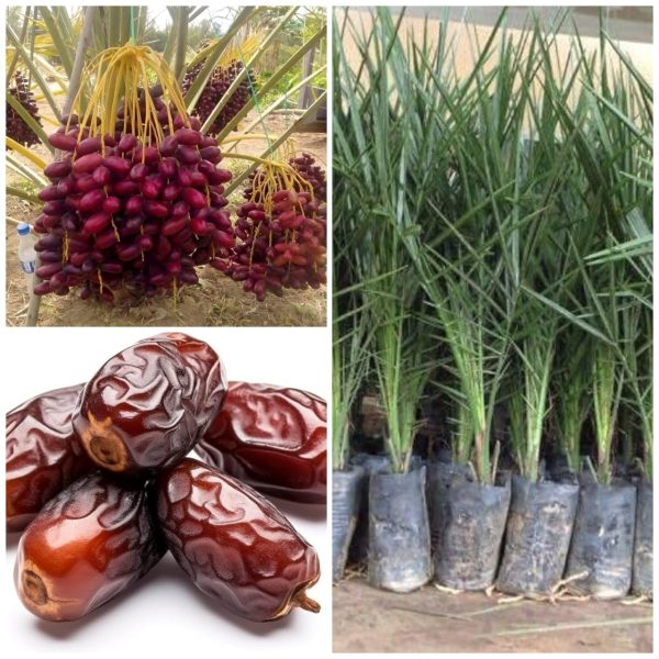 Khajur Plant