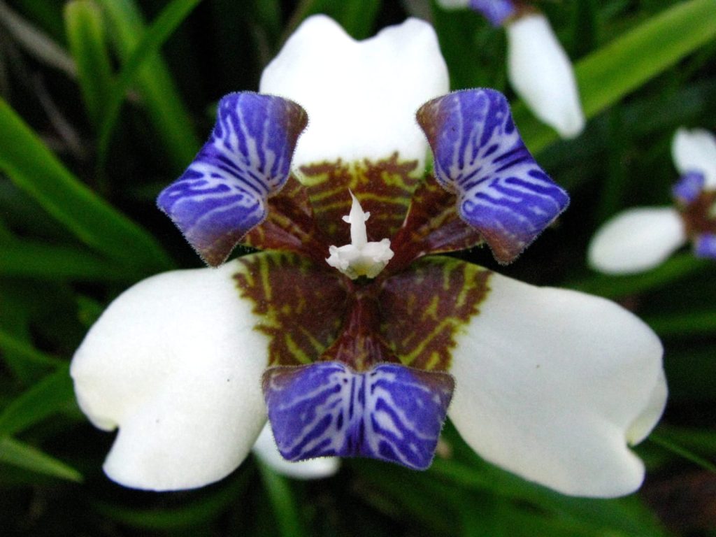 Trimezia Northiana Walking Iris Plant