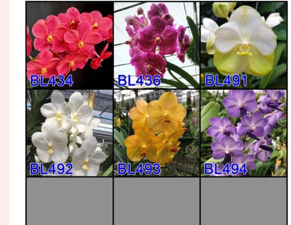 Vanda Orchid Plant