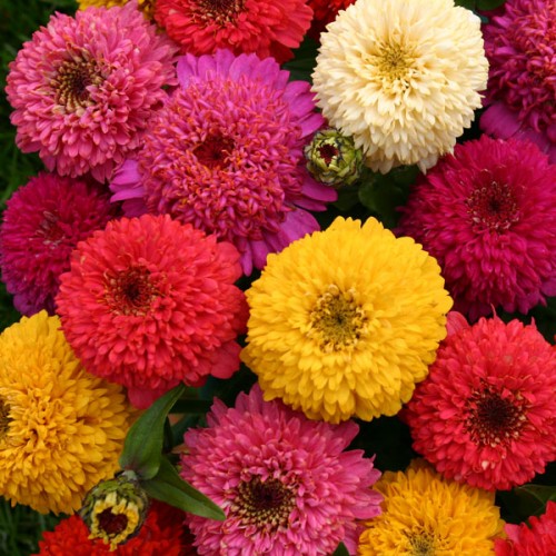 dahila flowered mix