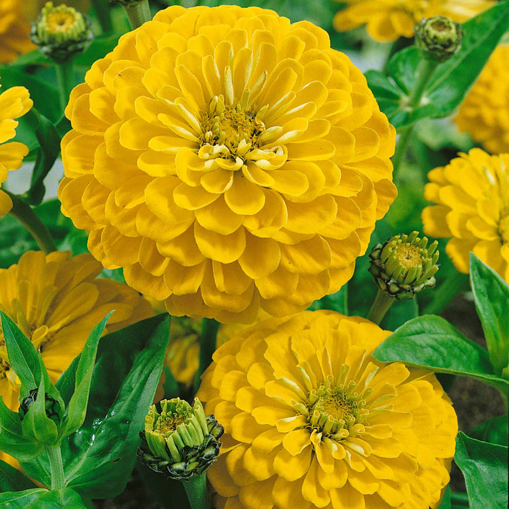 canary bird yellow