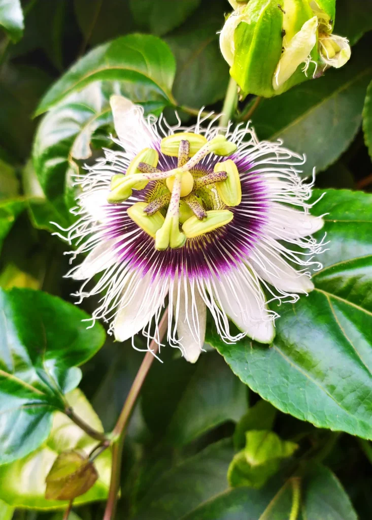 Passiflora Plant
