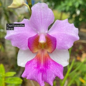 papilionanthe teres pink