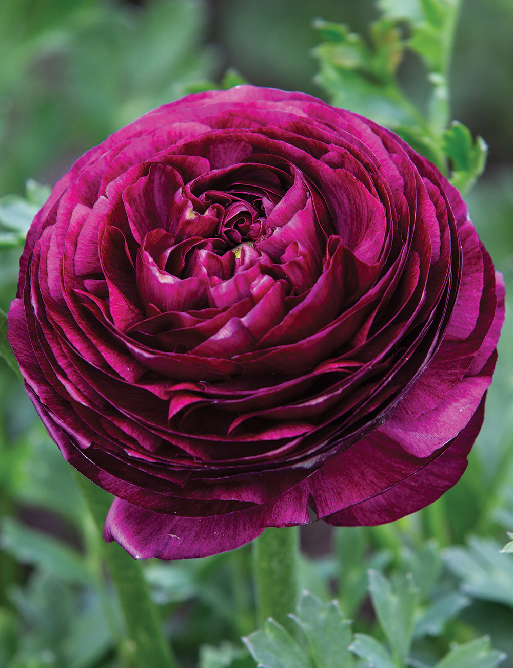 dutch purple