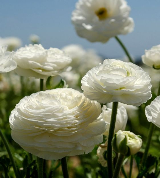 dutch white