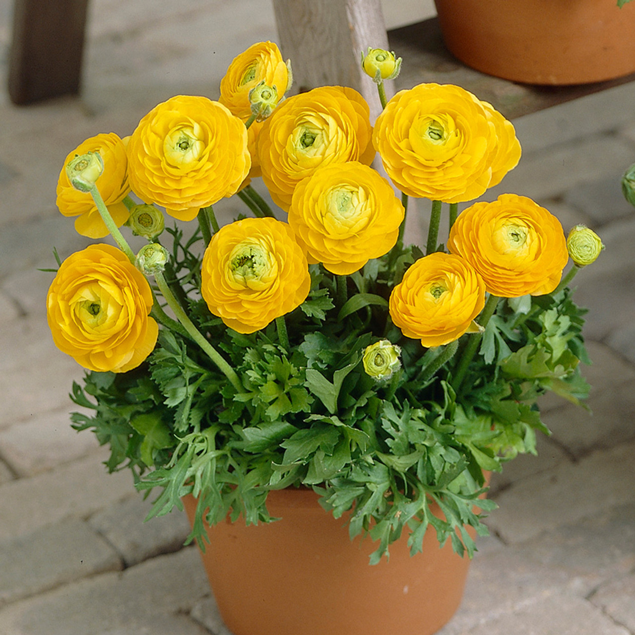 dutch yellow