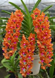 Vanda Orchid Plant