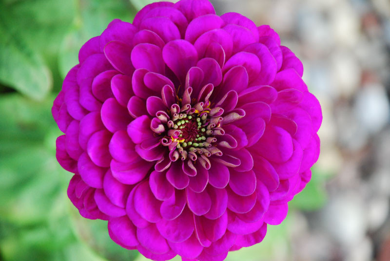 royal purple