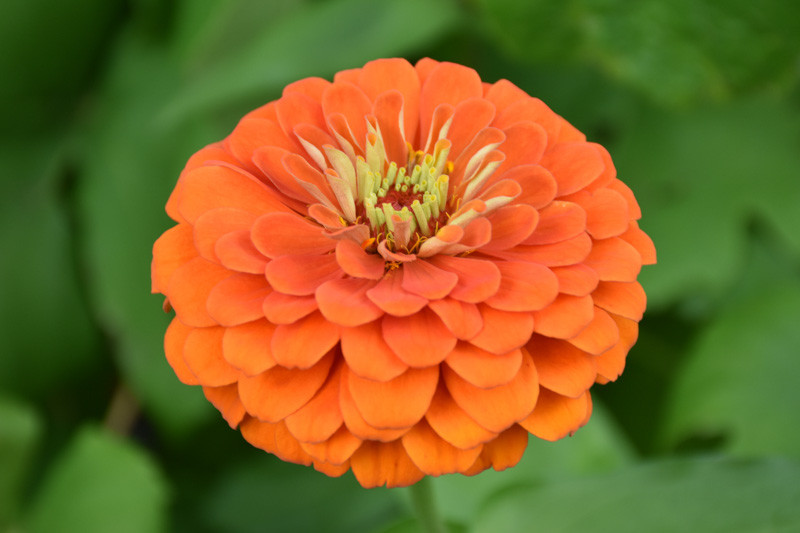 orange king