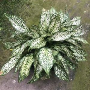 Chinese Evergreen Osaka Plant
