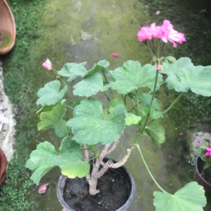 Zonal Geranium Plant