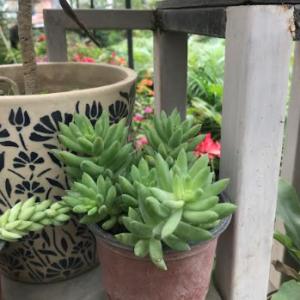 Succulent Plant