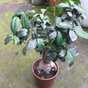 Ficus Bonsai Plant