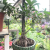 large ficus bonsai