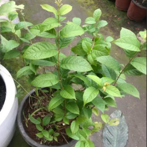 Madhumalti Plant