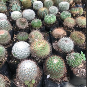 Spiny Pincushion Cactus
