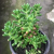 jelly bean succulent