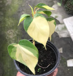 Money Plant