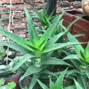 Common Climbing Aloe Plant
