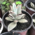 chocolate soldier succulent