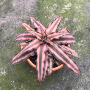 Cryptanthus Earth Star Plant