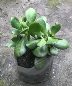 Jade Plant