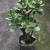 jade large