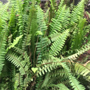 Fern Plant