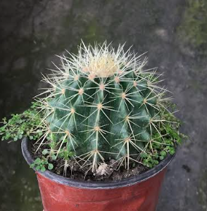 Golden Barrel Cactus Plant