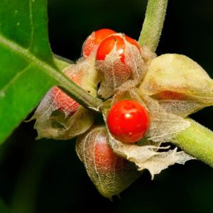 Ashwagandha Plant