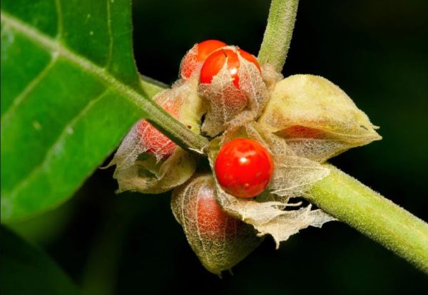 Ashwagandha Plant