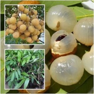 Longan Fruit Plant