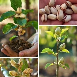 Pesta Nut Plant