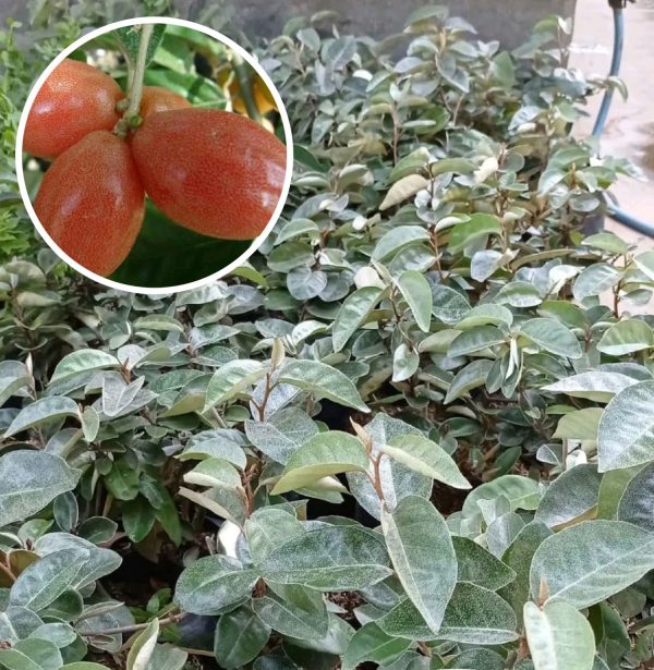 Silver Berry Plant