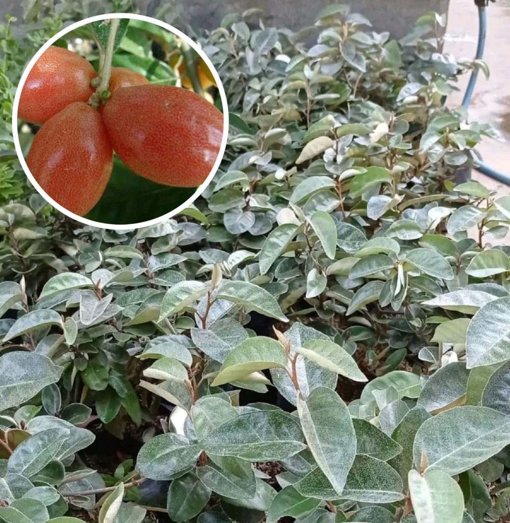 Silver Berry Plant