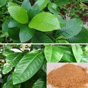 hing plant