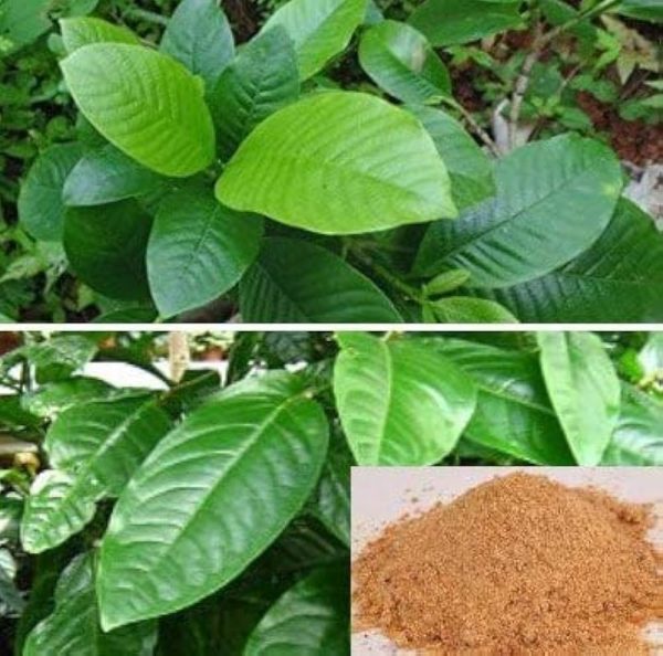 hing plant