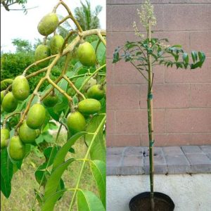 Lapsi plant