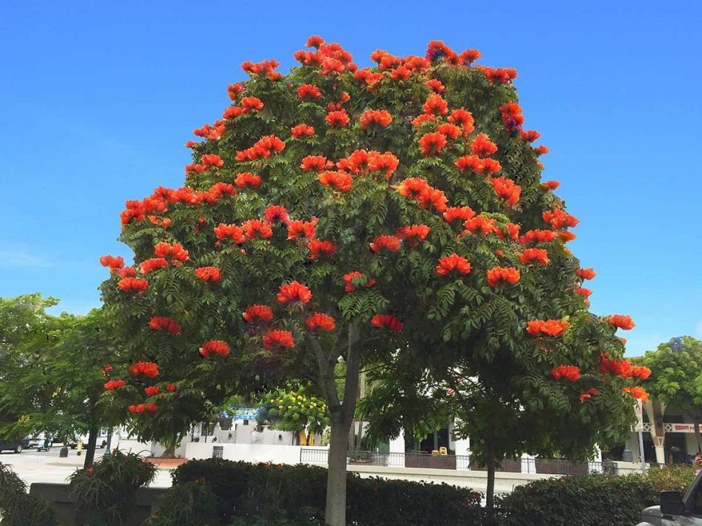 African Tulip Tree Plant